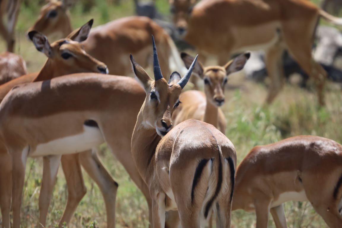 Safari vehicle in Serengeti National Park Tanzania